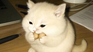 Kitten Crying for Mom 2