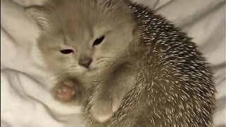 Cat Grooming Sibling