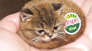 Fluffy Cat Jumping 2