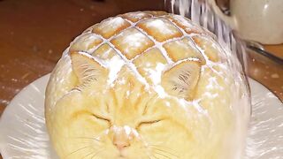 Cat Waking Up Confused