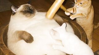 Kitten Learning to Pounce 2