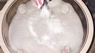 Cat Yawning after Nap