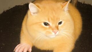 Cat Catching a Fly 2