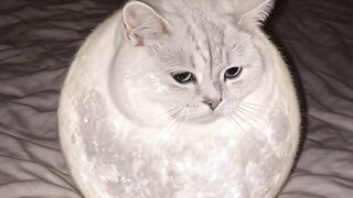 Cat Refusing to Walk 2