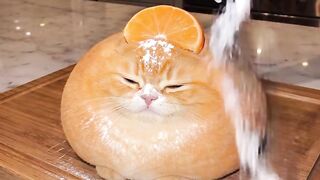 Cat Kicking a Box 2