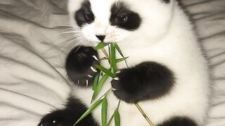Cat Nursing Babies 2