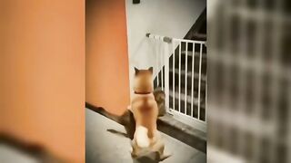 Cats clip