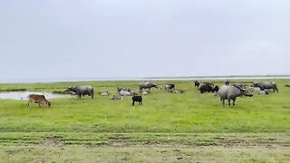 Animals Bird's