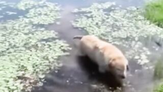 this is a dog??