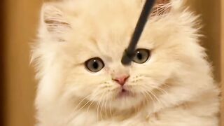 Golden cute cat