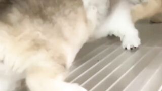 Sweet little kittens