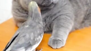 So cute ???????? cat
