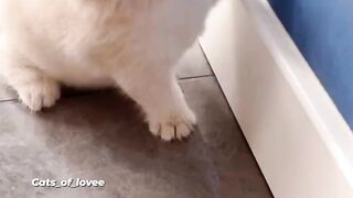 So sweet little kitten ????????????????????????????