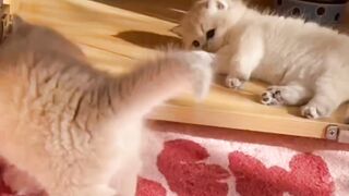 Beautiful Playing kittens