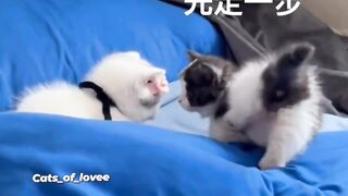 Chinese Cute kittens