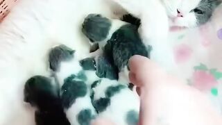 This is a beautiful cat and baby