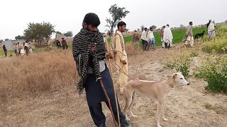 Dog race