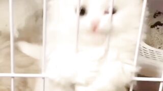 Beautiful cute kitten in cage