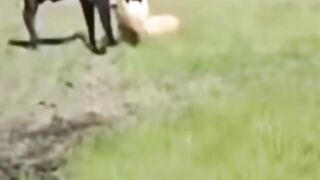 Wild lion