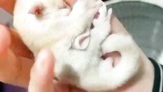 Cute animal