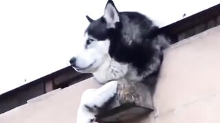Funny dog