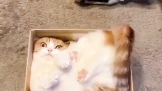 Funny cat