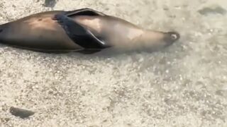 sea ​​lion Enjoy wather