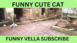 Funny and Cute Cat | Cat Voice |cat viral short