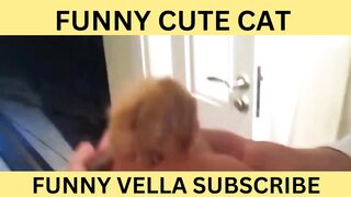 Funny and Cute Cat | Entertainment |cat viral short