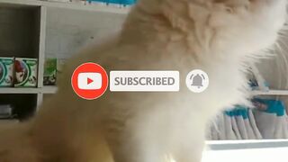 Cute cat