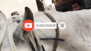 Treatment of horse