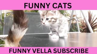 Cute Cats | Entertainment | Viral Cute Cats