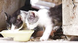 Hungry cats.