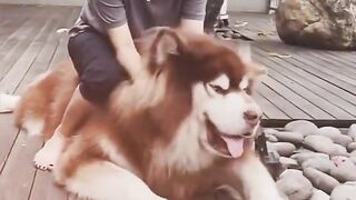 Most Biggest Dog In World