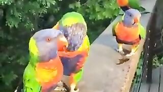 How to attract Parrots to your balcony