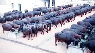 Buffalo form