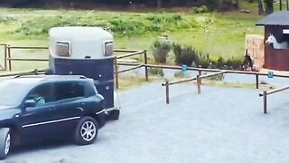 Funny Horses Laughing At Man Driving Car