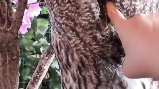cute baby touching owl