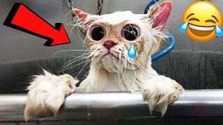 Funny Animals Videos - You Definitely Laugh | Funny Cats Videos