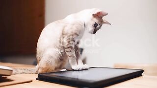 Playing with laptop.