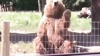 Bear say's hello