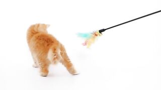Playing with stick.