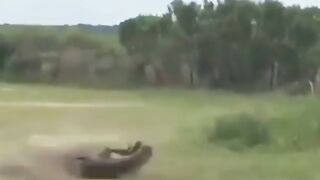 crocodile vs horse