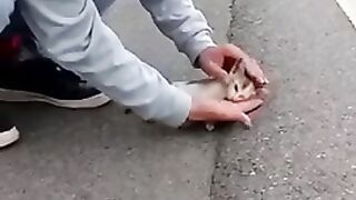 Great Kitten rescue