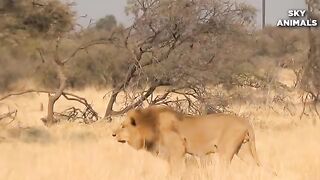 Lion VS Buffalo real Battle