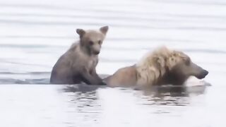 Mother Bear Teaches Cubs to Fish