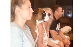 How did they the dog to do that?? ????????