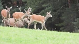Animals