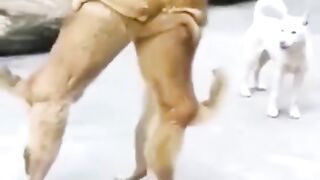 Best dog video