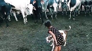 Loyal dog